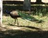 ���� �������� - ����� - 