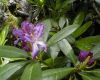 ���� �������� - ����� - ������������ �������� (Rhododendron Ponticum).